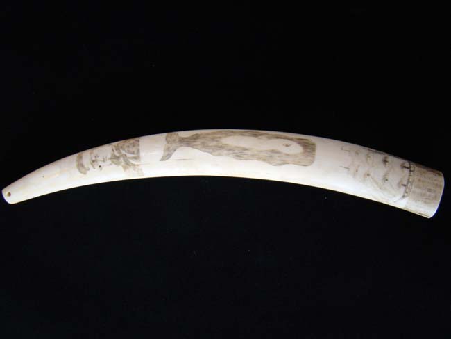 An Historic Civil War era scrimshawed Walrus Tusk circa 1863-1866